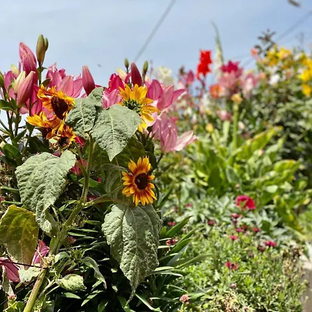 בית כפרי Juncalillo House *