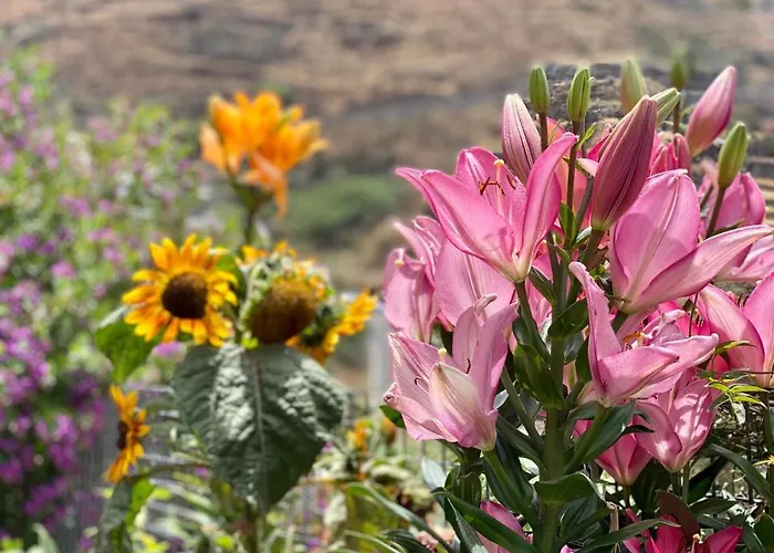 Juncalillo House Gáldar